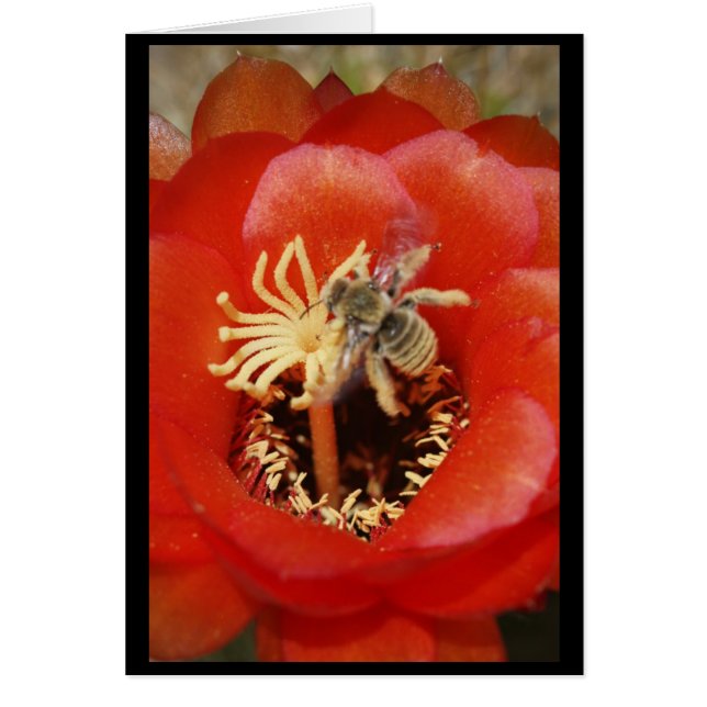 Bee breakfast (Front)