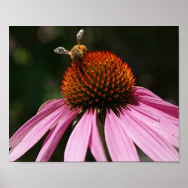 Bee Buzz 10x8 Poster (Front)