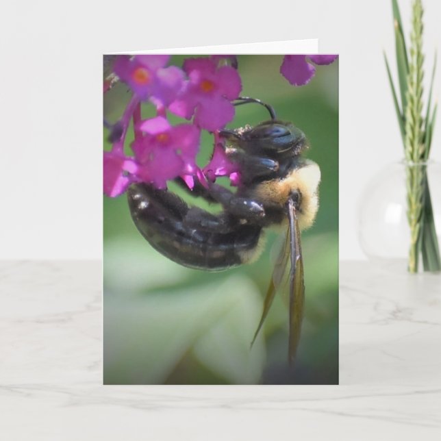 Bee, card (Front)