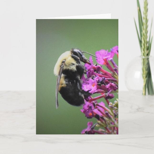 Bee, card (Front)