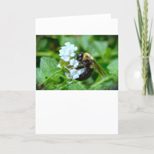Bee, card