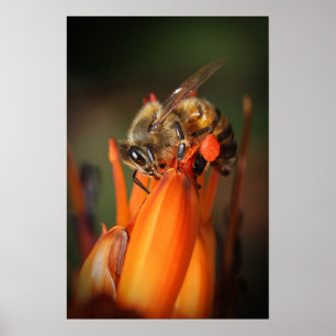 Bee Collecting Pollen Poster