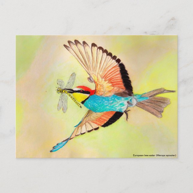Bee-eater, colorful bird at flight illustration postcard (Front)