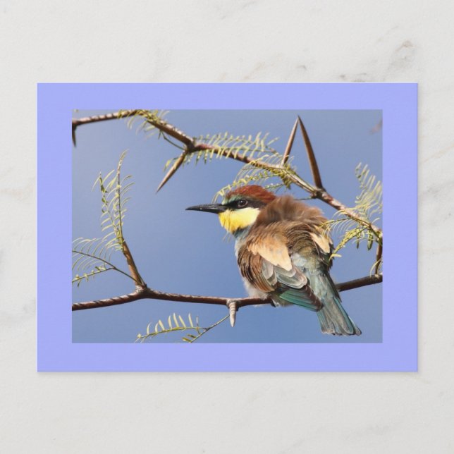 Bee-eater Postcard (Front)