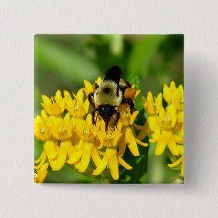 Bee Feasting on Butterfly Weed Wildflowers 2 Inch Square Button