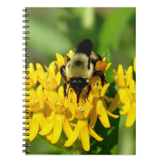 Bee Feasting on Butterfly Weed Wildflowers Notebook (Front)