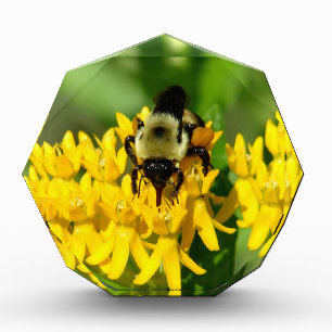Bee Feasting on Butterfly Weed Wildflowers Photo Block