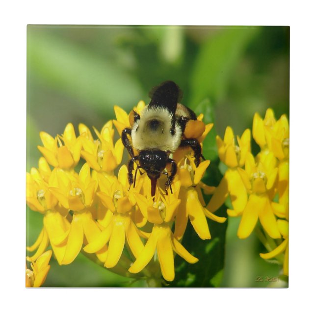 Bee Feasting on Butterfly Weed Wildflowers Tile (Front)