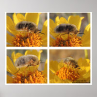 Bee Fly - Family Bombyliidae