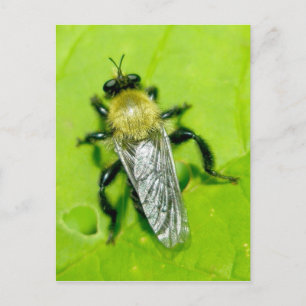 Bee Fly Postcard