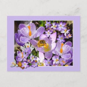 Bee Gathering Nectar from Crocus flowers Postcard