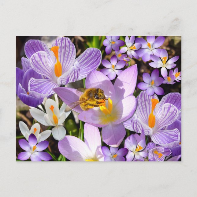 Bee Gathering Nectar from Crocus flowers Postcard (Front)