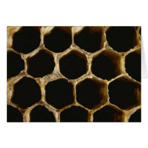 Bee Hive