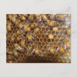 Bee Hive Postcard