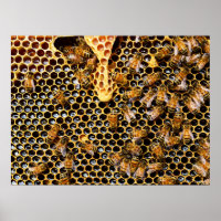Bee Hive with Honeycomb Up Close