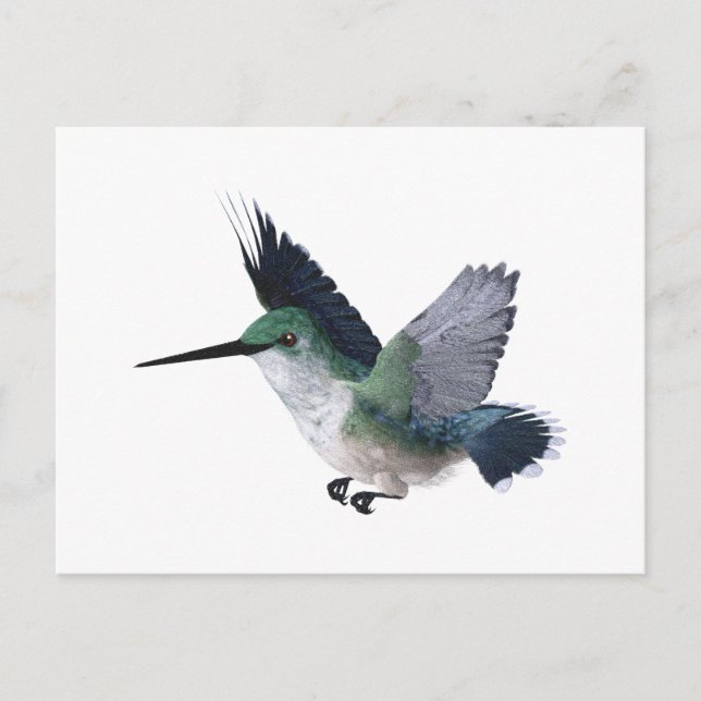 Bee Hummingbird Female Postcard (Front)