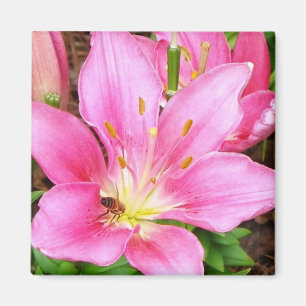 Bee in a Lilly Magnet