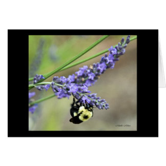 Bee in Lavender