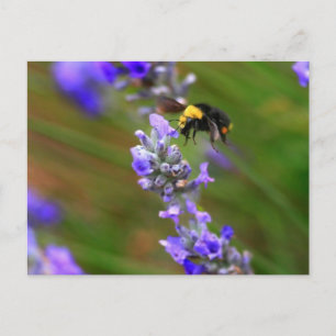 Bee in Lavender Postcard