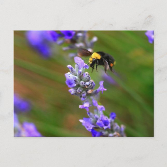 Bee in Lavender Postcard (Front)