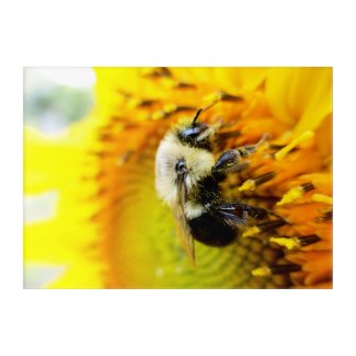 Bee in Sunflower Cheerful Acrylic Print