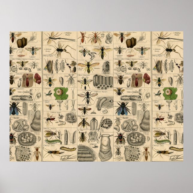 Bee Insect Bug Wasp Natural History Bees Poster (Front)
