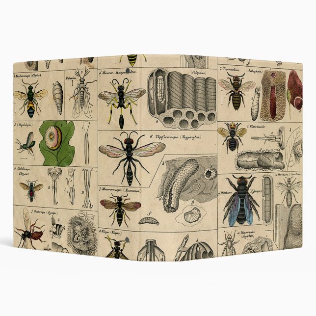 Bee Insect Bug Wasp Natural Nature Bees Painting Binder (Background)