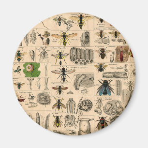 Bee Insect Bug Wasp Natural Nature Bees Painting Magnet