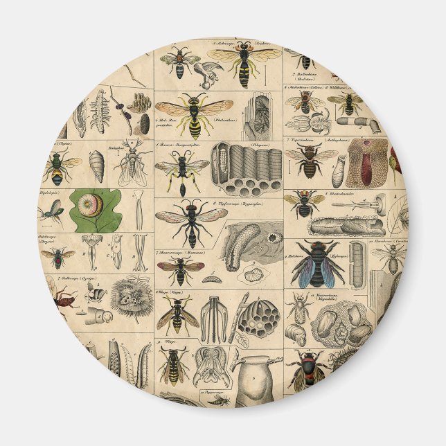 Bee Insect Bug Wasp Natural Nature Bees Painting Magnet (Front)