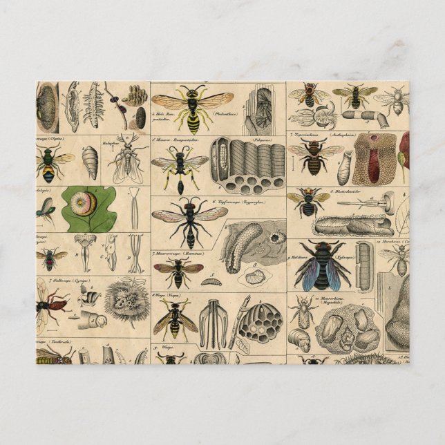Bee Insect Bug Wasp Natural Nature Bees Painting Postcard (Front)
