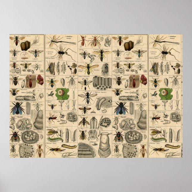 Bee Insect Bug Wasp Natural Nature Bees Painting Poster (Front)