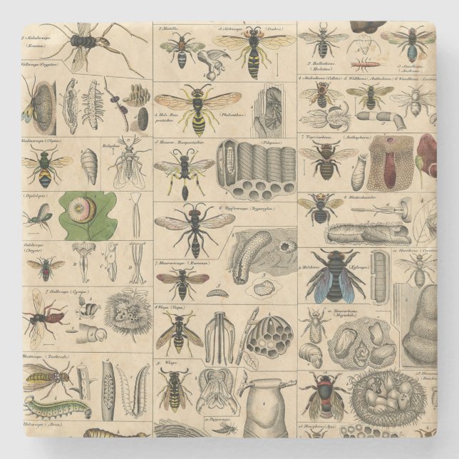 Bee Insect Bug Wasp Natural Nature Bees Painting Stone Coaster (Front)