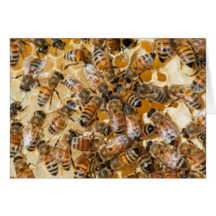 Bee keeping at Arlo's Honey Farm