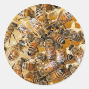 Bee keeping at Arlo's Honey Farm Classic Round Sticker