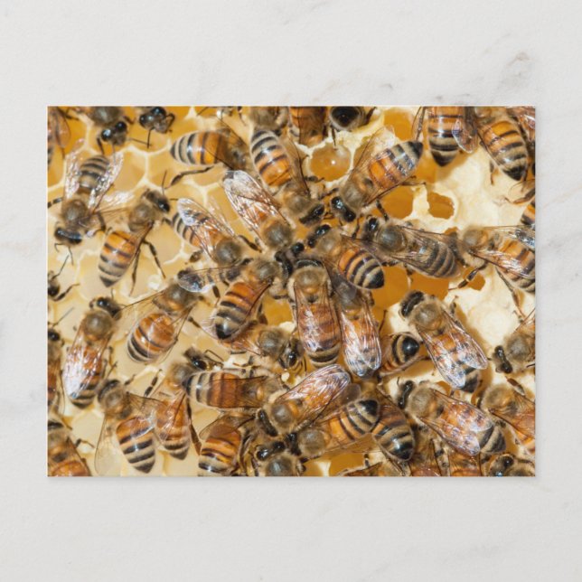 Bee keeping at Arlo's Honey Farm Postcard (Front)
