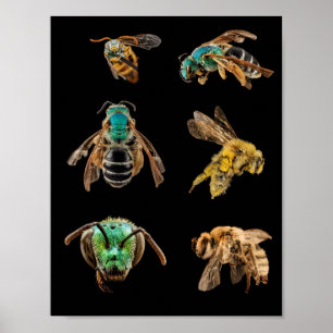 Bee Magnified pictures phots bugs insects bees Poster