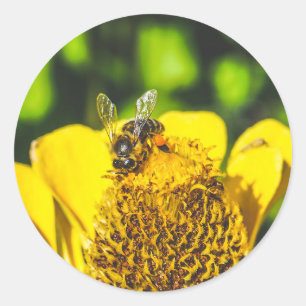 bee n yellow flower classic round sticker