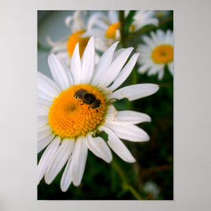 Bee on a Daisy Poster