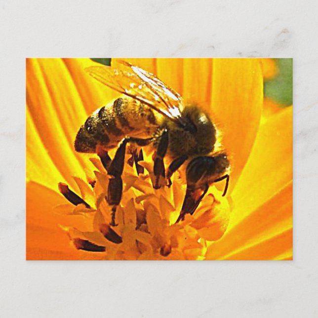 Bee on a Flower Postcard (Front)