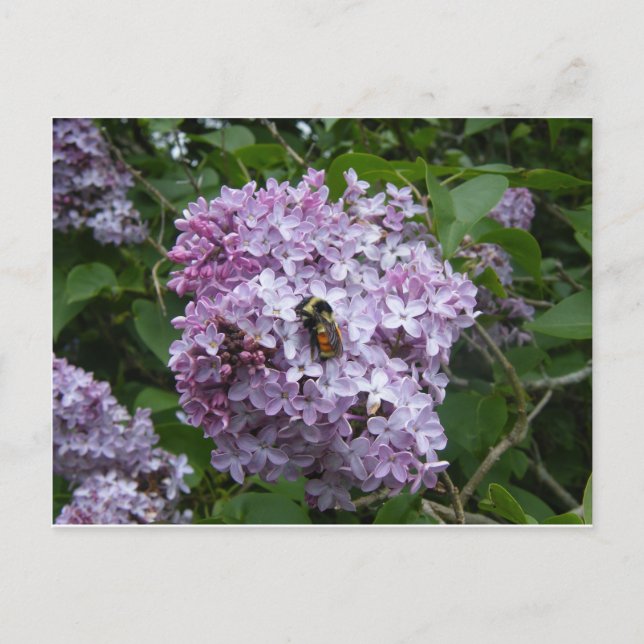 Bee on a Lilac Postcard (Front)