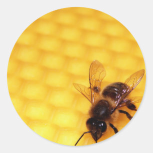 Bee on a wax classic round sticker