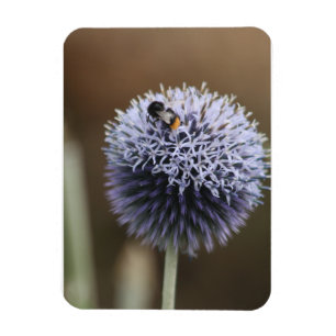 Bee on Allium magnet