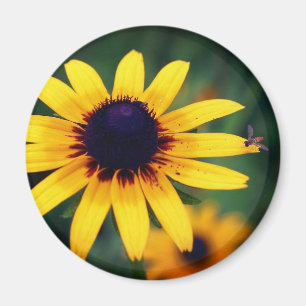 Bee On Black Eyed Susan Flower Nature  Magnet