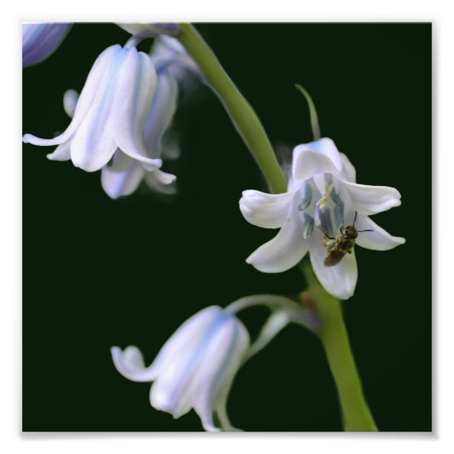 Bee On Bluebell Flower Close Up 8x8 Photo Print (Front)
