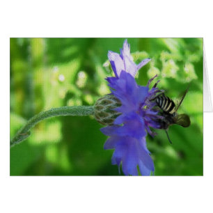 Bee on Button Flower All Occasions Greeting Card