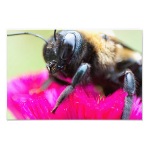 Bee on Celosia, Ohio Photo Print