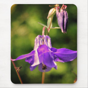 Bee On Columbine Flower  Mouse Pad