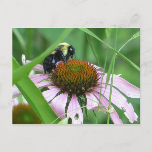 Bee On Cone Flower Postcard (Front)