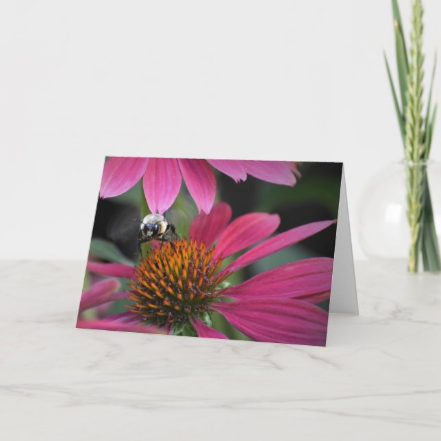 Bee on Coneflower, card (Front)