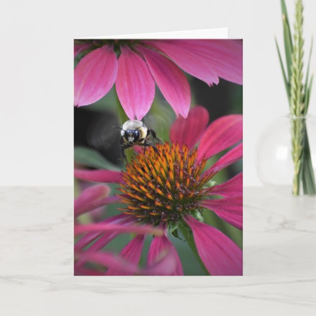 Bee on Coneflower, card (Front)